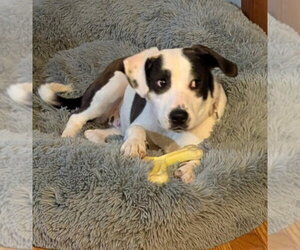 Borador Dogs for adoption in Alexander, AR, USA