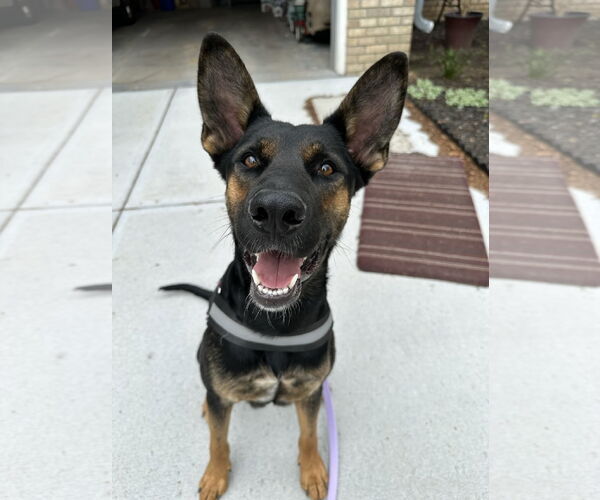 Medium Photo #2 German Shepherd Dog-Unknown Mix Puppy For Sale in Omaha, NE, USA