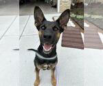 Small #1 German Shepherd Dog Mix