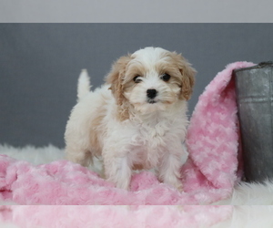 Cavapoo Puppy for sale in WEST SALEM, OH, USA