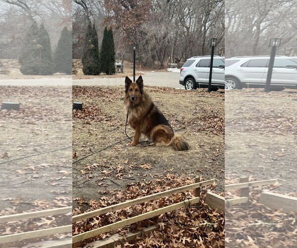 Medium Photo #9 Collie-German Shepherd Dog Mix Puppy For Sale in St. Cloud, MN, USA