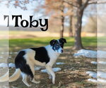Small #2 Border Collie