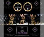 Small #1 Yorkshire Terrier