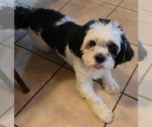 Rock - Female Shih Tzu Dog for Adoption - Photo #3