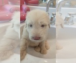 Small #4 Shepadoodle