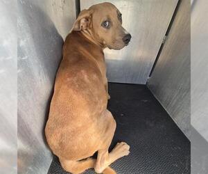 American Staffordshire Terrier-Unknown Mix Dogs for adoption in San Antonio, TX, USA
