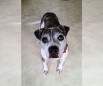 Small #1 American Pit Bull Terrier Mix