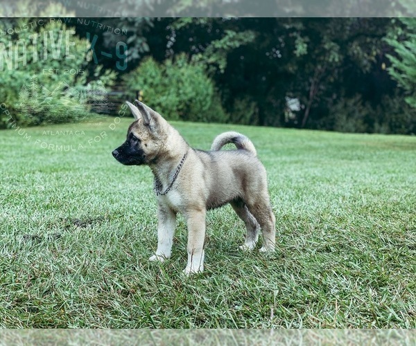 Full screen Photo #4 Akita Puppy For Sale in ATLANTA, GA, USA