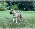 Small Photo #4 Akita Puppy For Sale in ATLANTA, GA, USA