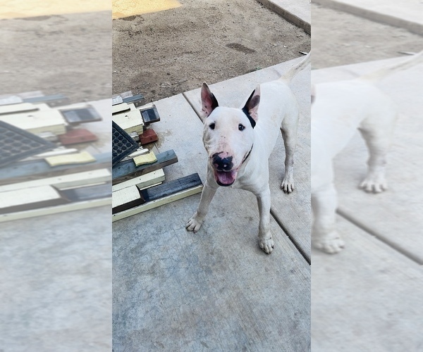 Medium Photo #1 Bull Terrier Puppy For Sale in EXETER, CA, USA