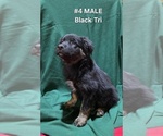 Puppy 4 Black Tri Mal Australian Shepherd