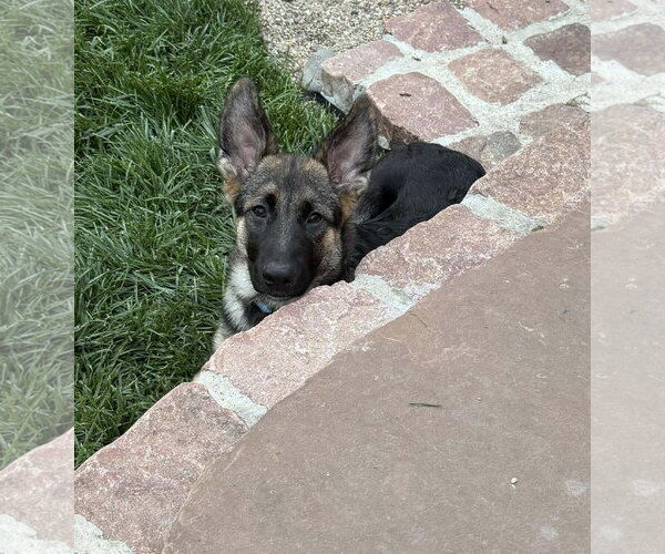 Medium Photo #10 German Shepherd Dog Puppy For Sale in Gretna, NE, USA