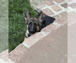 Small #9 German Shepherd Dog
