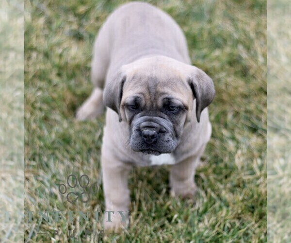 Medium Photo #2 Cane Corso Puppy For Sale in LANCASTER, PA, USA