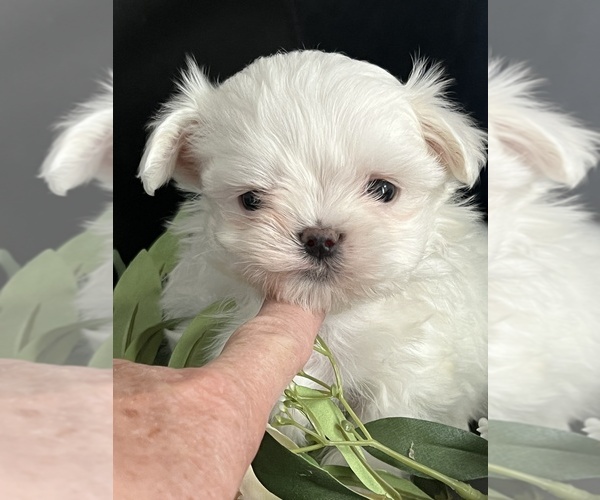 Medium Photo #1 Maltese Puppy For Sale in NILES, MI, USA