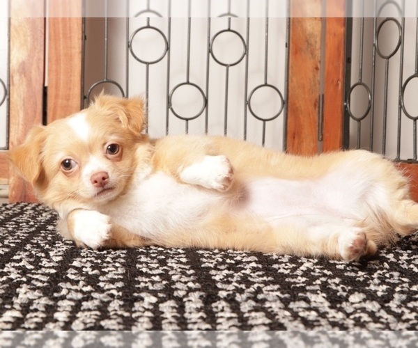 Medium Photo #2 Chihuahua Puppy For Sale in NAPLES, FL, USA