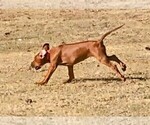 Small Photo #3 Rhodesian Ridgeback Puppy For Sale in CHILOQUIN, OR, USA