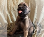 Puppy 4 Malinois