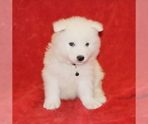 Samoyed Puppy for sale in HENDERSON, NV, USA