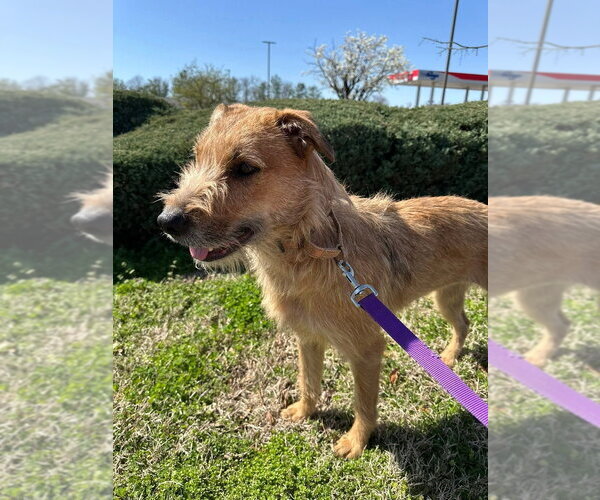 Medium Photo #1 German Shepherd Dog-Unknown Mix Puppy For Sale in Evansville, IN, USA