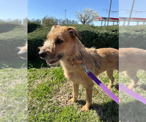 German Shepherd Dog-Unknown Mix Dogs for adoption in Evansville, IN, USA