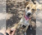 Small #3 Siberian Husky Mix