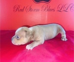 Small #2 American Bully