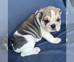 Small Photo #85 English Bulldog Puppy For Sale in WEEKI WACHEE, FL, USA