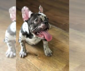 French Bulldog Puppy for Sale in BERRIEN SPRINGS, Michigan USA