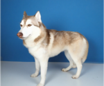 Small #1 Siberian Husky