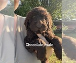 Puppy 6 Poodle (Standard)