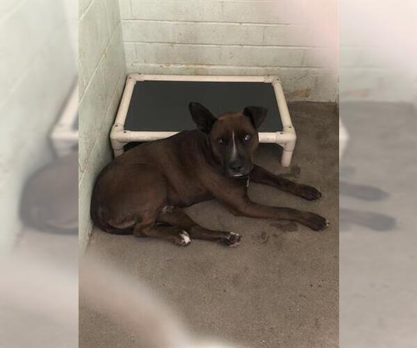 Medium Photo #1 Border Collie-Unknown Mix Puppy For Sale in Stockton, CA, USA