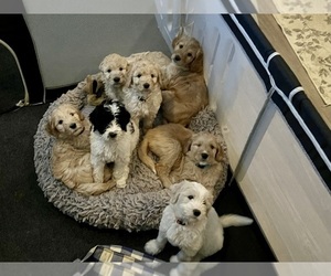 Goldendoodle Puppy for Sale in FULLERTON, California USA