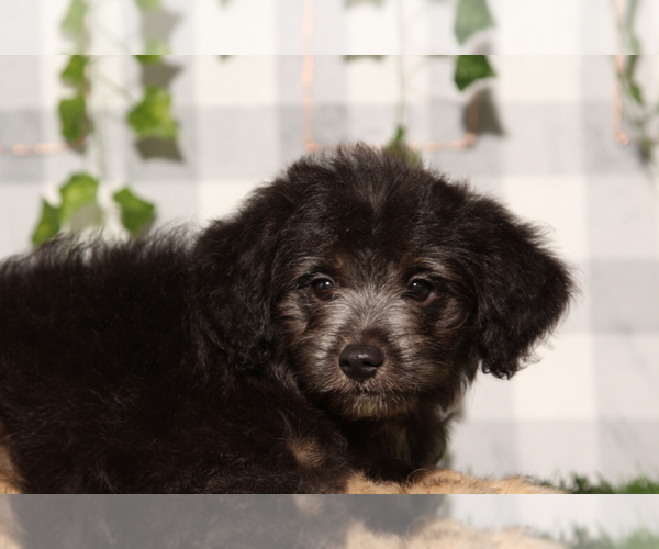 Medium Photo #1 Aussie-Poo Puppy For Sale in MARIETTA, GA, USA