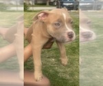 Small Photo #35 American Bully Puppy For Sale in LAKE STATION, IN, USA