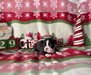 Boston Terrier Puppy for sale in NEWBURGH, IN, USA