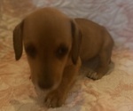 Small Photo #18 Dachshund Puppy For Sale in WILEY, CO, USA