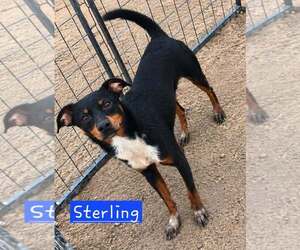 Rat Terrier-Unknown Mix Dogs for adoption in Minneapolis, MN, USA