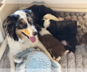 Australian Shepherd Litter for sale in GLENDALE, CA, USA