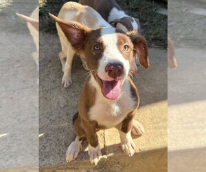 261487  Orange Blossom - Female American Pit Bull Terrier-Unknown Mix Dog for Adoption - Photo #2