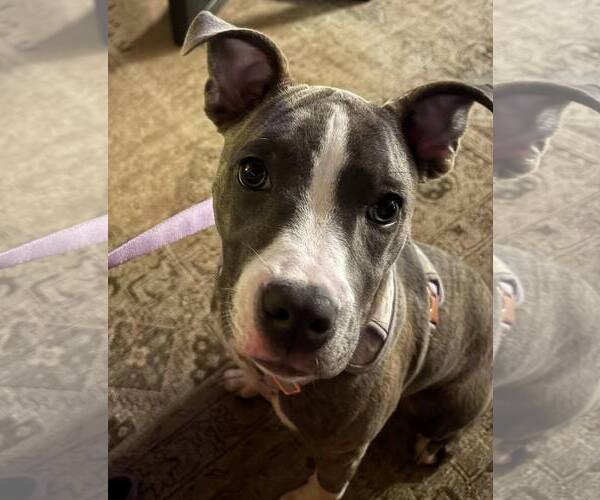 Medium Photo #21 Mutt Puppy For Sale in Mount Laurel, NJ, USA