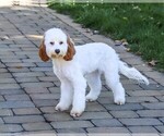 Emerald - Female Cavapoo (Miniature) Puppy for Sale - Photo #5