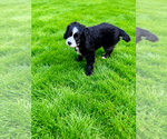 Puppy Nelly Cocker Spaniel-Sheepadoodle Mix