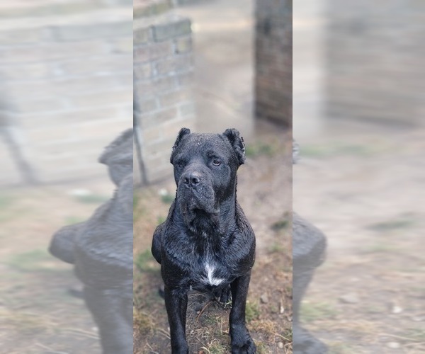 Medium Photo #1 Cane Corso Puppy For Sale in AKRON, OH, USA