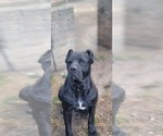 Small Photo #1 Cane Corso Puppy For Sale in AKRON, OH, USA