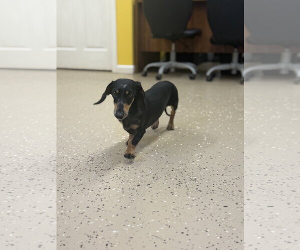 Medium Photo #1 Dachshund Puppy For Sale in York, SC, USA