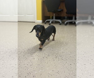 Dachshund Dogs for adoption in York, SC, USA