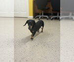 Small Dachshund
