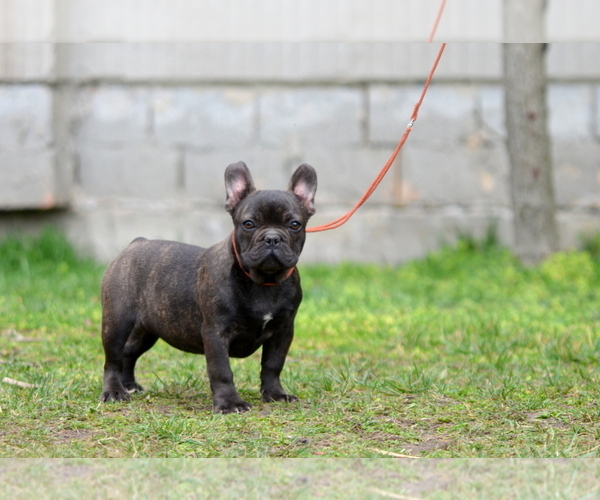 Medium Photo #12 French Bulldog Puppy For Sale in Kiskoros, Bacs-Kiskun, Hungary