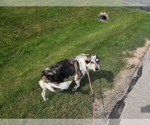 Honeybee - Female Aussie Siberian Dog for Adoption - Photo #3